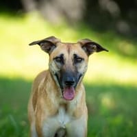 Liebevolle Cleo sucht ihre Familie, Hündin zur Adoption