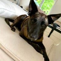 Filine jetzt Ezra 54 cm (Pflegestelle), Hündin zur Adoption