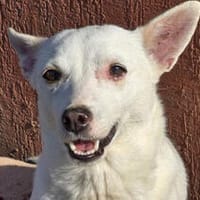 LÜTTE - kleines Schneeflöckchen!, Hündin zur Adoption