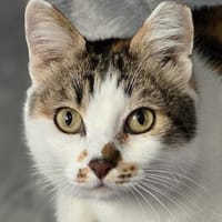 LILLY - will endlich geliebt werden!, Katze zur Adoption