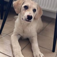 Kleine Abenteurerin sucht ihr Zuhause, Hündin zur Adoption