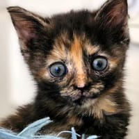 Katzenkind MIKA, Katze zur Adoption