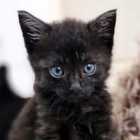 Katzenkind MINO, Kater zur Adoption