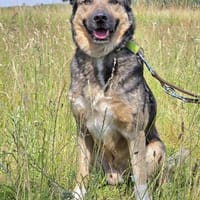 Whisky  freundlicher Begleiter, Hund zur Adoption