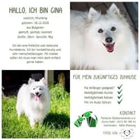 Hallo. Ich bin Gina, Hündin zur Adoption