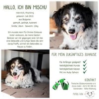 Hallo. Ich bin Mischu, Hund zur Adoption