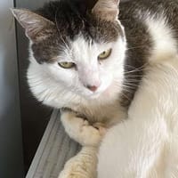 Jasper, ich suche mein Zuhause, Kater zur Adoption