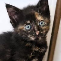 Katzenkind MOLLY, Katze zur Adoption
