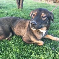 TOM,  geb.24.04.2023, ca 40/45 cm., Hund zur Adoption