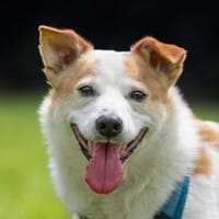 Charmanter Senior sucht Senioren, Hund zur Adoption