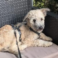 Charlie - die kindeliebe Schmusebacke, Hund zur Adoption