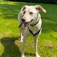 Eva - der sanfte Scheunenfund, Hündin zur Adoption