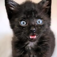 Katzenkind MATEO, Kater zur Adoption