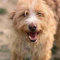 Kalle der gemütliche, Hund zur Adoption