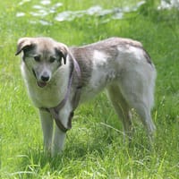 Lou ist eine tolle Familienhündin, Hündin zur Adoption