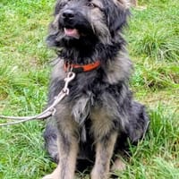 Bruno-große Helden die Ängste überwinden, Hund zur Adoption