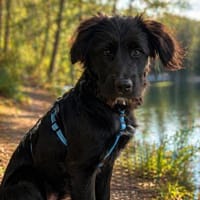 Hundekind Joker auf Pflegestelle, Hund zur Adoption