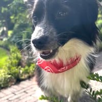 Kleine Emma sucht Zuhause, Hündin zur Adoption