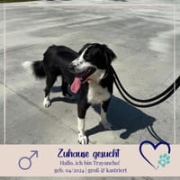 Trojancho - treuer Wegbegleiter, Hund zur Adoption