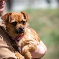 Oya, Hündin zur Adoption