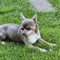 Jino° 37671 Höxter, Hund zur Adoption