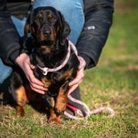 Naduah, Hündin zur Adoption