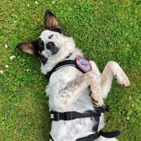 🐾 Valentina sucht ihr Zuhause 🐾, Hündin zur Adoption