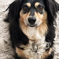 Cosima sucht ihr Für immer Zuhause, Hündin zur Adoption