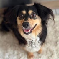 Cosima sucht ihr Für immer Zuhause, Hündin zur Adoption