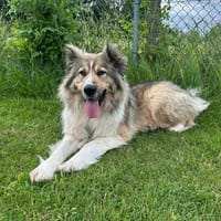 Zuhause gesucht für Kiro, Hund zur Adoption