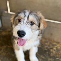 Yorin, Hund zur Adoption