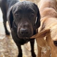Ajtor, Hund zur Adoption