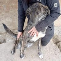 Pappi 63 cm (Pflegestelle), Hund zur Adoption
