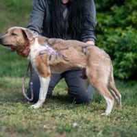 Serill, Hündin zur Adoption