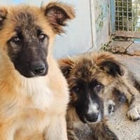 Trilly nun in der Tierherberge Donzdorf, Hündin zur Adoption