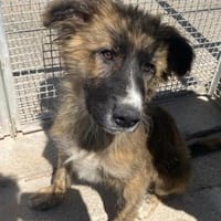 Trudy nun in der Tierherberge Donzdorf, Hund zur Adoption