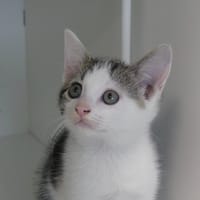 AXEL, chat à adopter