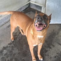 Scott, chien à adopter