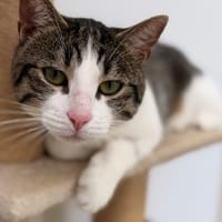 ATLAS CAB5669, chat à adopter