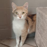 CHARLOTTE, chatte à adopter