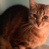 Ruby cab5637, chatte à adopter