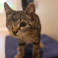 Lizzy CAB5608, chatte à adopter
