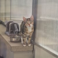 LILAS, chatte à adopter