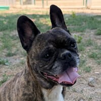 NALA, chienne à adopter