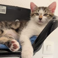 ALSO, chat à adopter