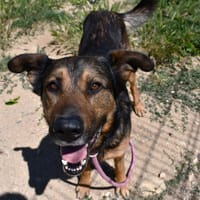 PAKO, chien à adopter