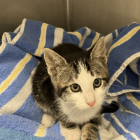 CELESTE, chatte à adopter