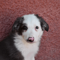 Kuno, chien à adopter