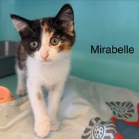 Mirabelle, chatte à adopter