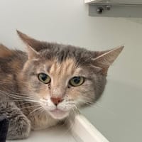 Gorias, chatte à adopter